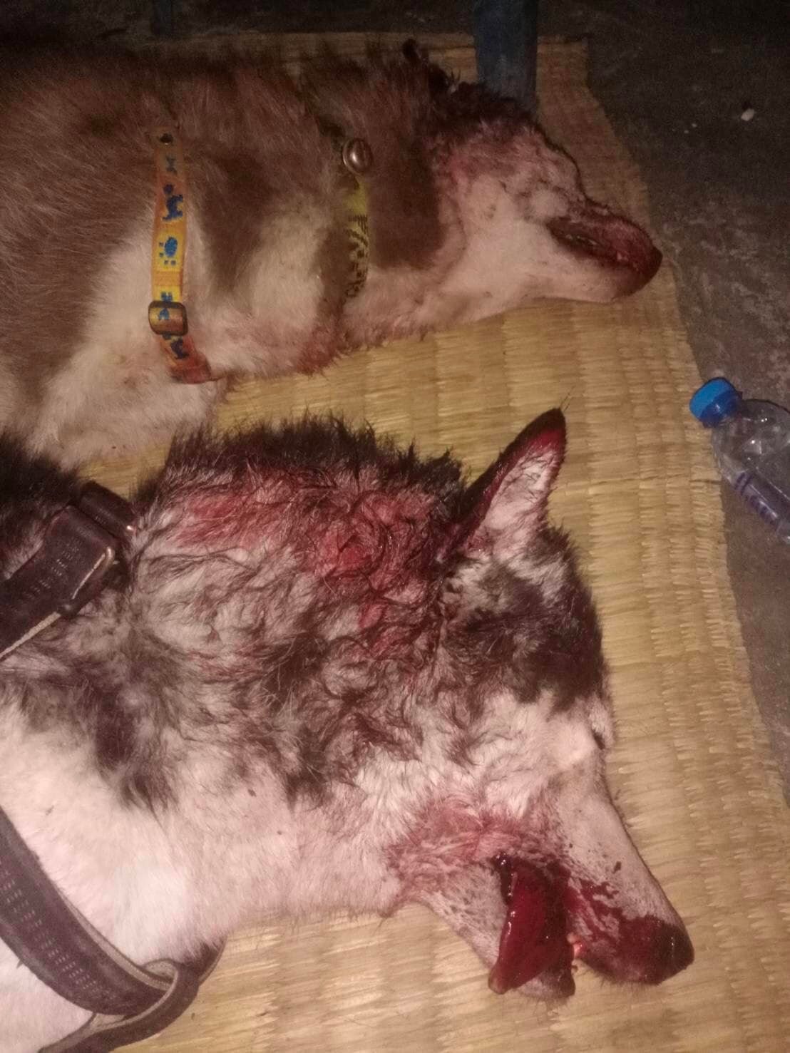 Two Siberian husky dogs were brutally smashed on the head.