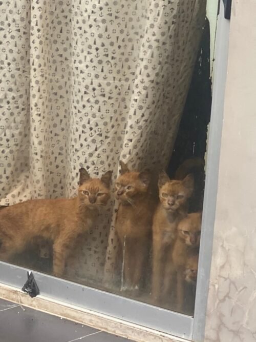 Seventeen orange cats were saved, many cat remains were found, suspiciously in the past three months they were neglected without food and ate each other
