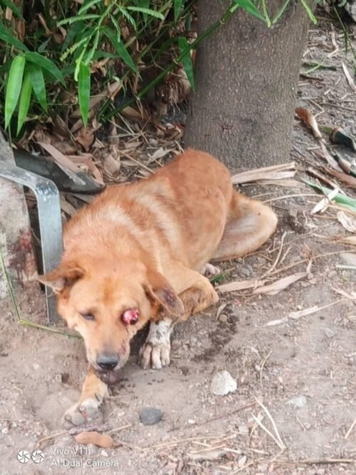 A dog was hit very hard by its owner until its eye popped out of socket. It has been touch and go for the dog with serious condition.<br>Phantom Thuan Distirct, Kanchanaburi Province.