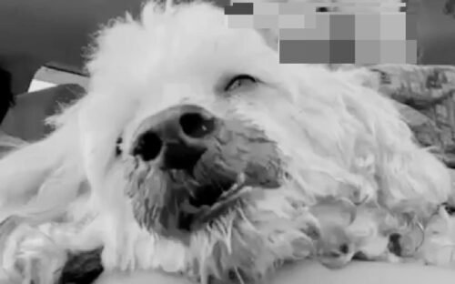 A Poodle dog has skull fracture caused by a forceful hit from a neighbor.<br>Phen District, Udon Thani Province.