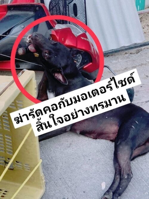 WATCHDOG THAILAND received a complaint on two cases. WDT accompanied a dog caretaker in Ladprao 87 to give a statement at police station on two incidents : beating a white dog in the head and tied a rope on a neck of a black dog to a motorbike until the dogs were dead.